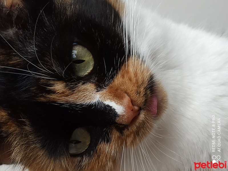 Tekir Kedi, Kedi  Minnoş fotoğrafı