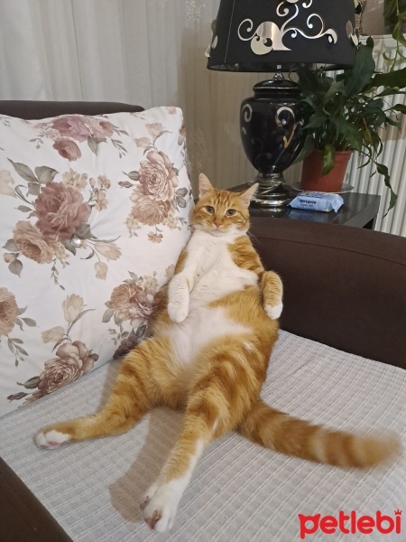 Tekir Kedi, Kedi  Minnoş fotoğrafı