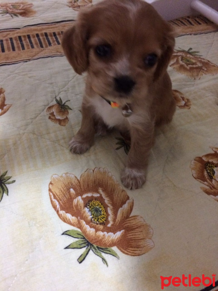 Amerikan Cocker Spaniel, Köpek  Lili fotoğrafı
