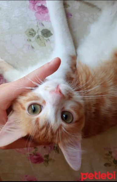 Sarman, Kedi  Pamuk ve zeytin fotoğrafı