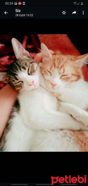Sarman, Kedi  Pamuk ve zeytin fotoğrafı