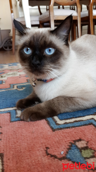 Siyam Kedisi, Kedi  pati fotoğrafı
