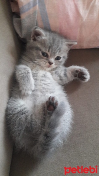 British Shorthair, Kedi  Zeus fotoğrafı