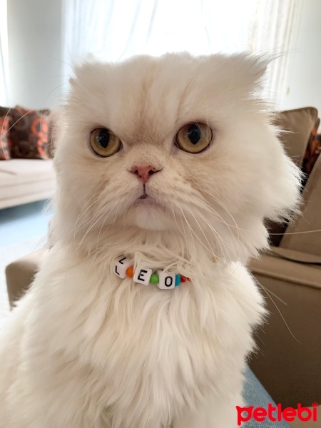 Chinchilla, Kedi  Leo fotoğrafı