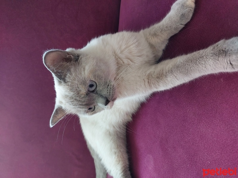 British Shorthair, Kedi  Boncuk fotoğrafı