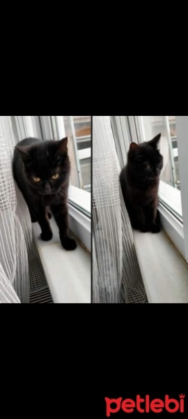 Sarman, Kedi  Prenses fotoğrafı