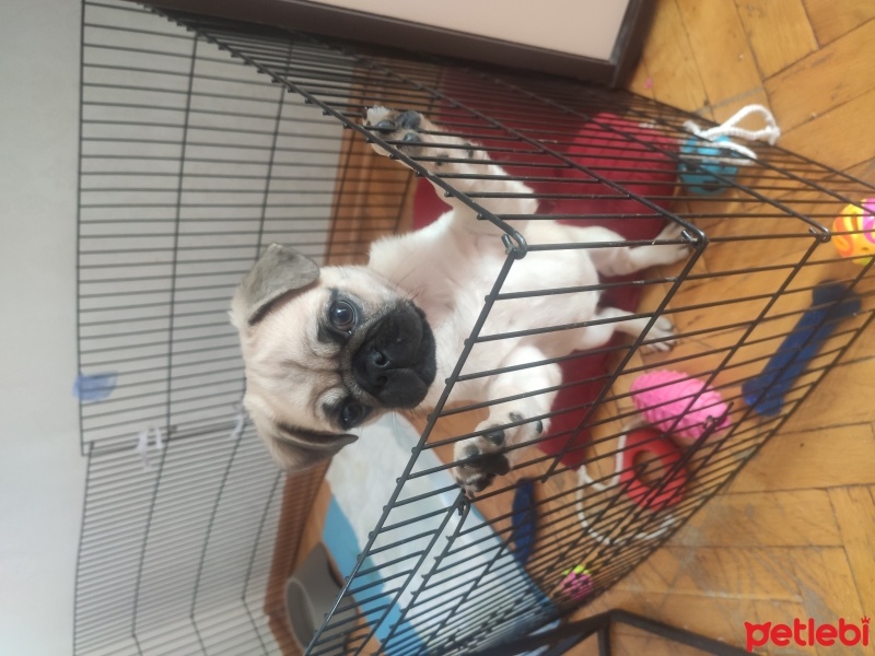 Pug, Köpek  Rıfkı fotoğrafı