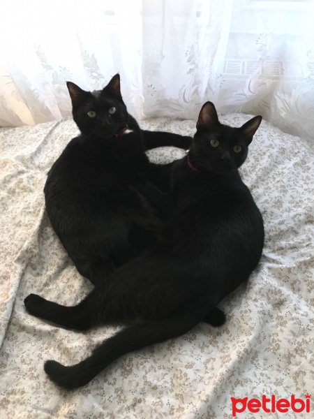 Tekir Kedi, Kedi  Floki fotoğrafı