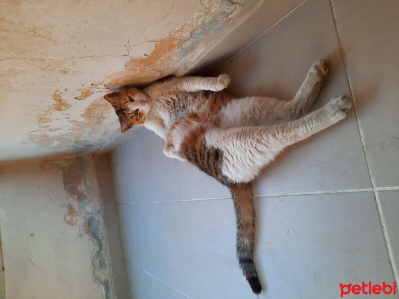 Tekir Kedi, Kedi  Sevgi fotoğrafı