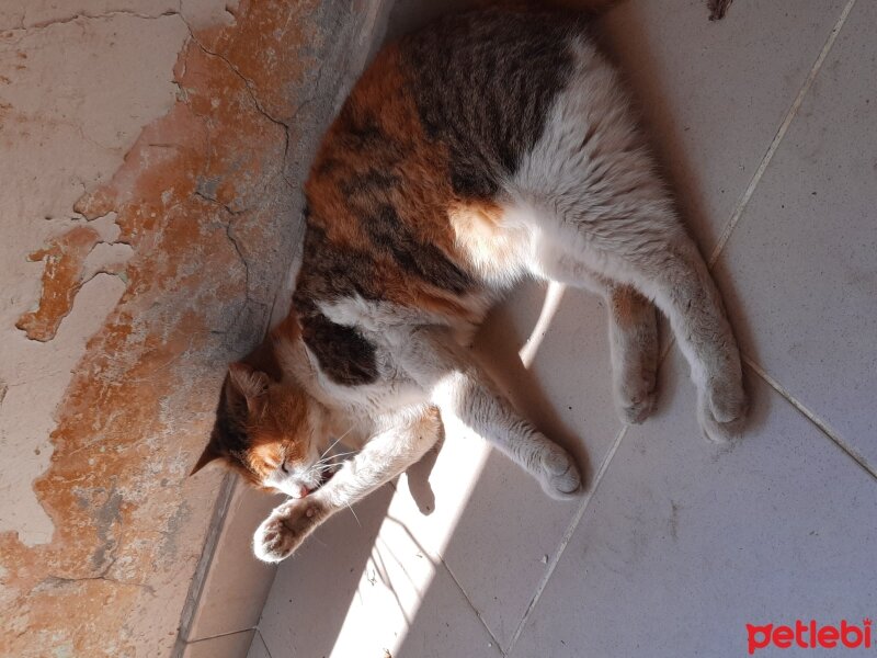 Tekir Kedi, Kedi  Sevgi fotoğrafı