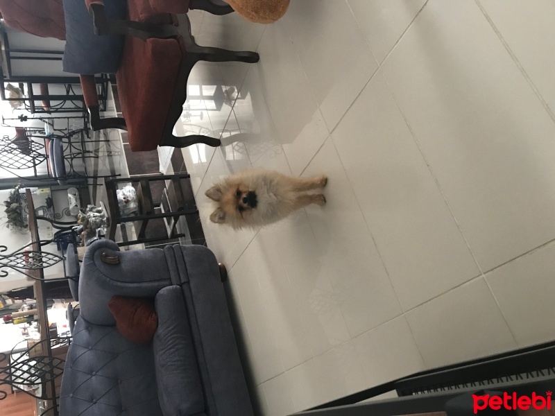 Pomeranyalı, Köpek  Leo fotoğrafı