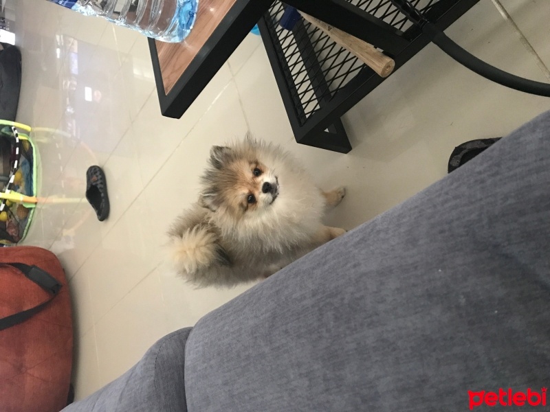 Pomeranyalı, Köpek  Mila fotoğrafı