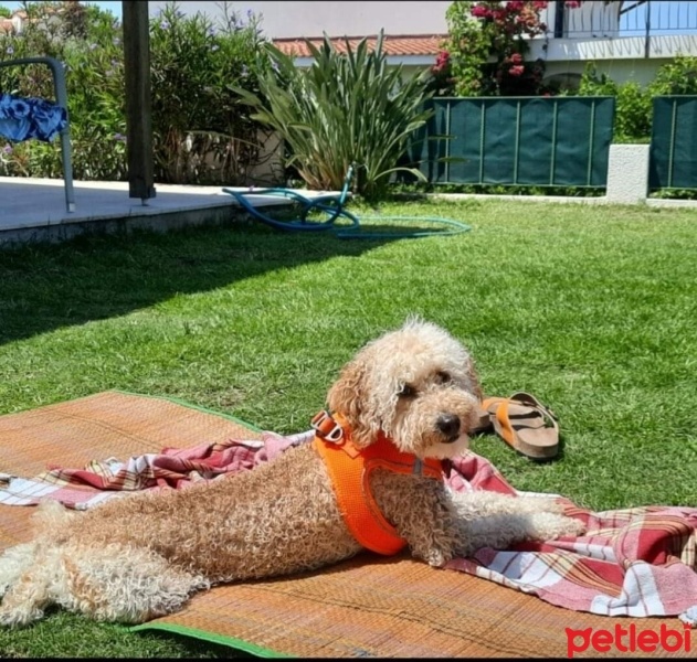 Poodle (Minyatür Kaniş), Köpek  COOKİE fotoğrafı
