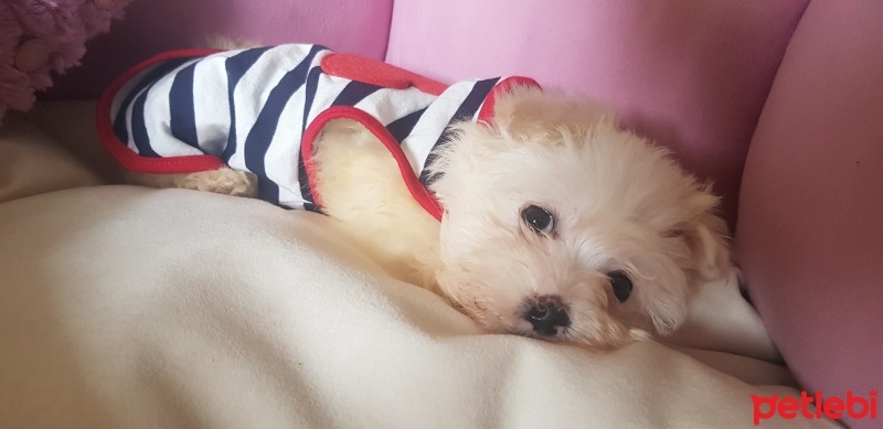 Maltese, Köpek  Pera fotoğrafı