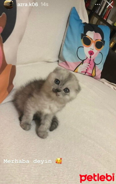 Scottish Fold, Kedi  Mia fotoğrafı