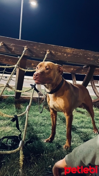 Amerikan Pitbull Terrier, Köpek  Boyka fotoğrafı