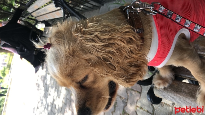 Amerikan Cocker Spaniel, Köpek  Prenses fotoğrafı