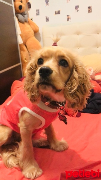 Amerikan Cocker Spaniel, Köpek  Prenses fotoğrafı