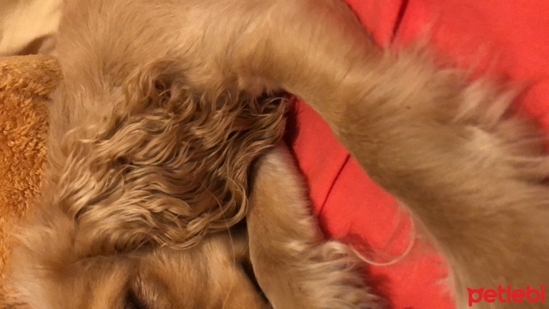 Amerikan Cocker Spaniel, Köpek  Prenses fotoğrafı
