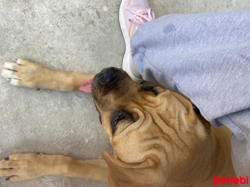 Cane Corso Italiano, Köpek  Diva fotoğrafı