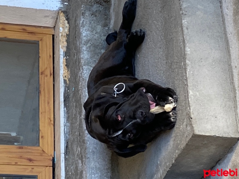 Cane Corso Italiano, Köpek  Kaos fotoğrafı