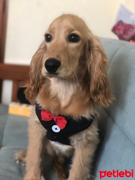 İngiliz Cocker Spaniel, Köpek  Bobie fotoğrafı