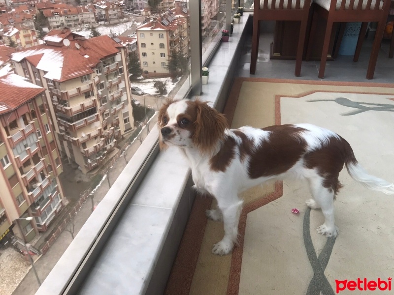 Cavalier King Charles Spanieli, Köpek  Mila fotoğrafı