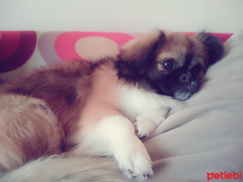 Pekingese, Köpek  Leones fotoğrafı