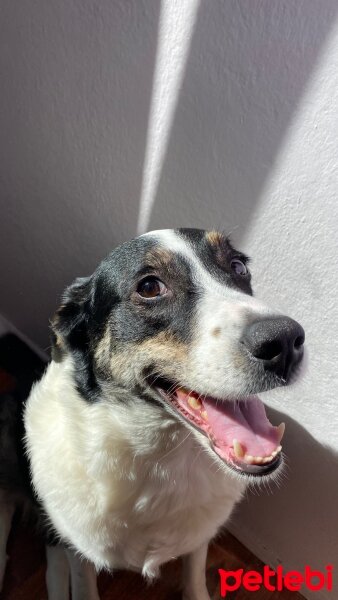 Border Collie, Köpek  Hera fotoğrafı