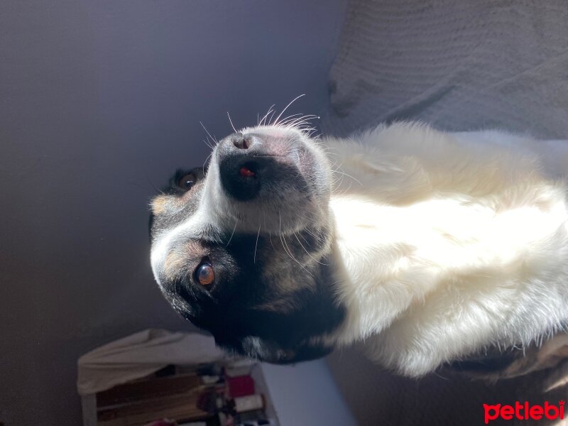 Border Collie, Köpek  Hera fotoğrafı