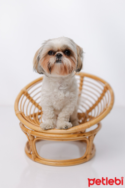 Shih Tzu, Köpek  Çiko fotoğrafı