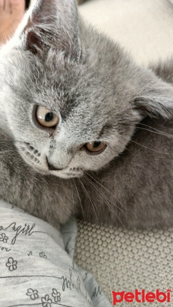 British Shorthair, Kedi  Mia fotoğrafı