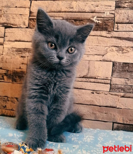 British Shorthair, Kedi  Ares fotoğrafı