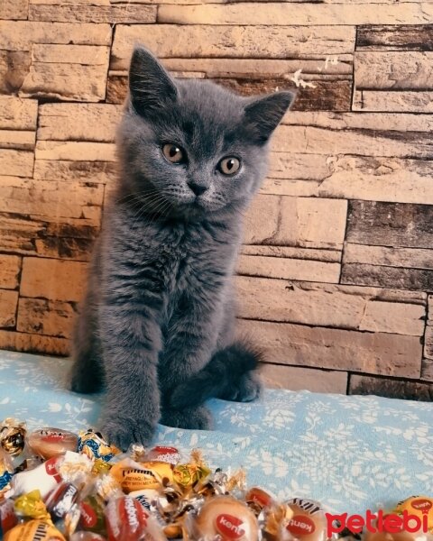 British Shorthair, Kedi  Ares fotoğrafı