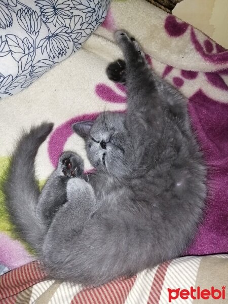 British Shorthair, Kedi  Ares fotoğrafı