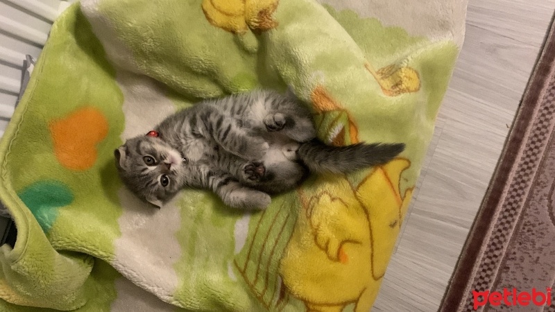 Scottish Fold, Kedi  Ceddi duman fotoğrafı