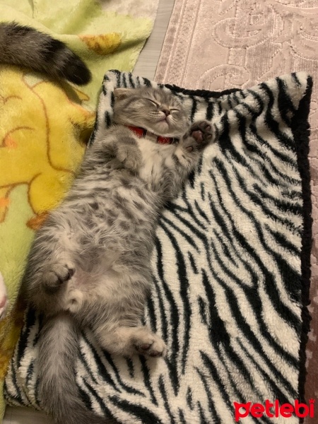 Scottish Fold, Kedi  Ceddi duman fotoğrafı