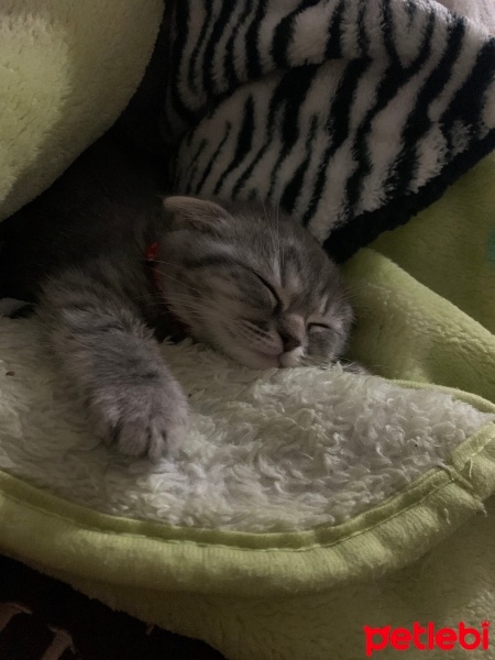 Scottish Fold, Kedi  Ceddi duman fotoğrafı