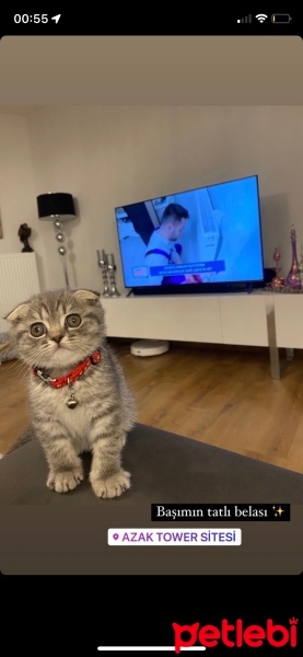 Scottish Fold, Kedi  Ceddi duman fotoğrafı