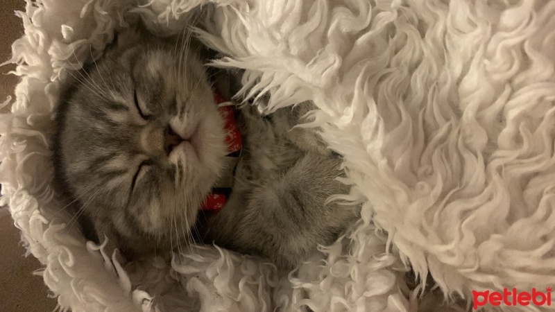 Scottish Fold, Kedi  Ceddi duman fotoğrafı