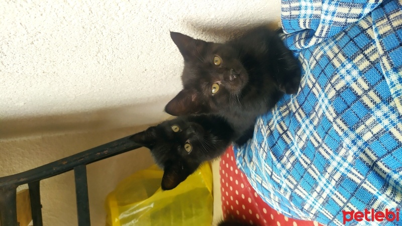 Bombay, Kedi  Kömür, zeytin fotoğrafı