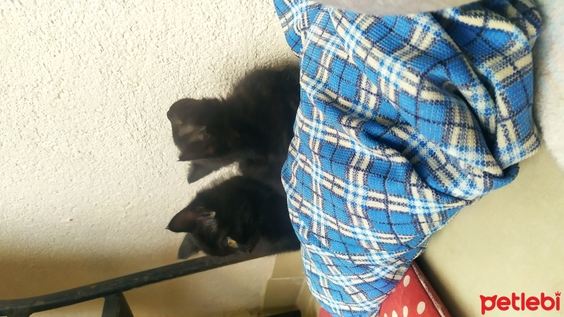 Bombay, Kedi  Kömür, zeytin fotoğrafı
