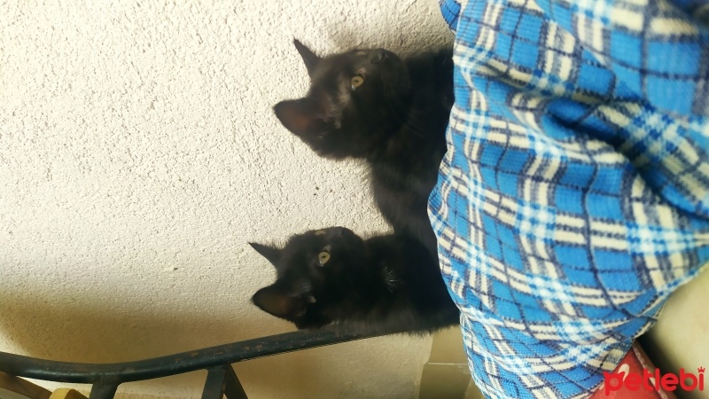 Bombay, Kedi  Kömür, zeytin fotoğrafı