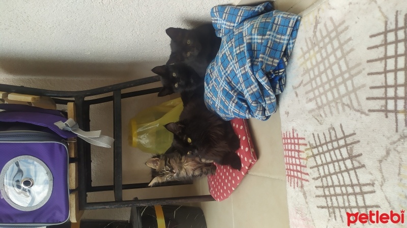 Bombay, Kedi  Kömür, zeytin fotoğrafı