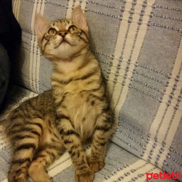 Tekir Kedi, Kedi  KIRÇIL fotoğrafı