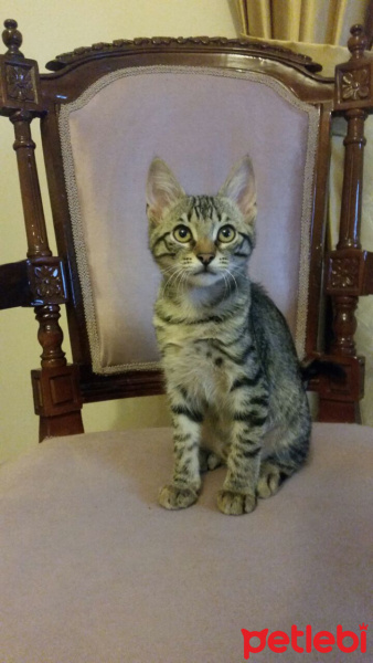 Tekir Kedi, Kedi  KIRÇIL fotoğrafı