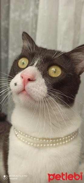 Tuxedo (Smokin) Kedi, Kedi  Şakir fotoğrafı