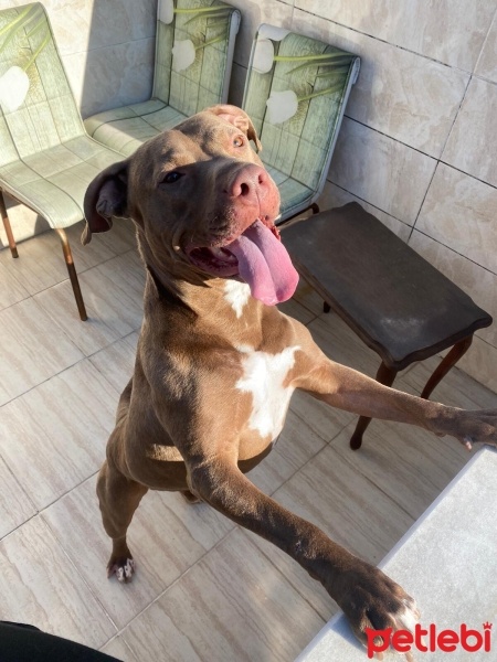 Amerikan Pitbull Terrier, Köpek  Herkül fotoğrafı