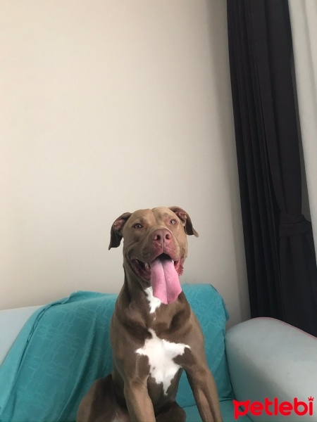Amerikan Pitbull Terrier, Köpek  Herkül fotoğrafı