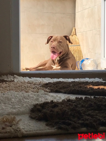Amerikan Pitbull Terrier, Köpek  Herkül fotoğrafı